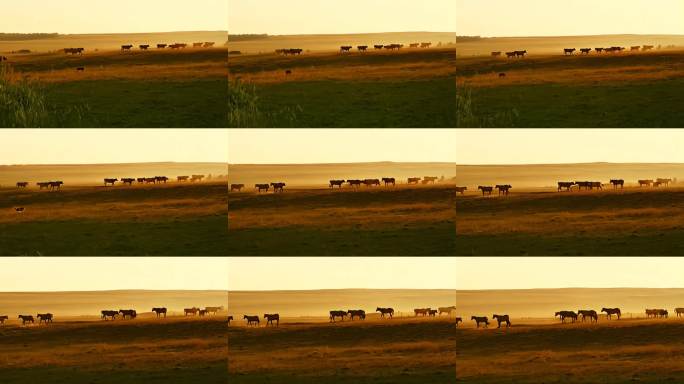 夕阳下的草原牧场