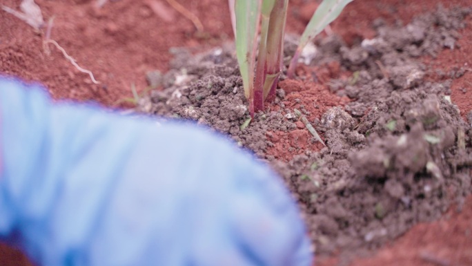 红土地土壤施肥土壤实验挖土玉米栽种