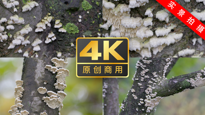 【原创实拍】果树树干上木腐病白色真菌特写