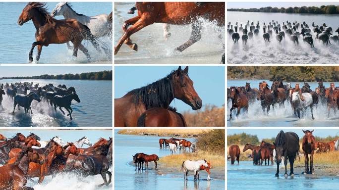 马 万马奔腾 马踏水花 马群骏马黑马马年