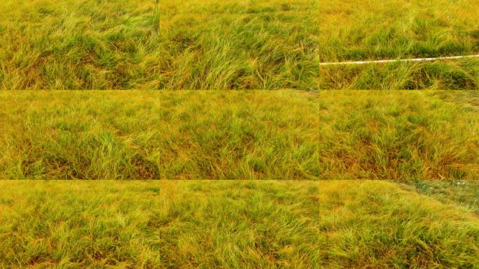 秋天秋季草原黄草枯草