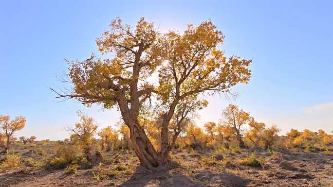 秋日胡杨林航拍景观
