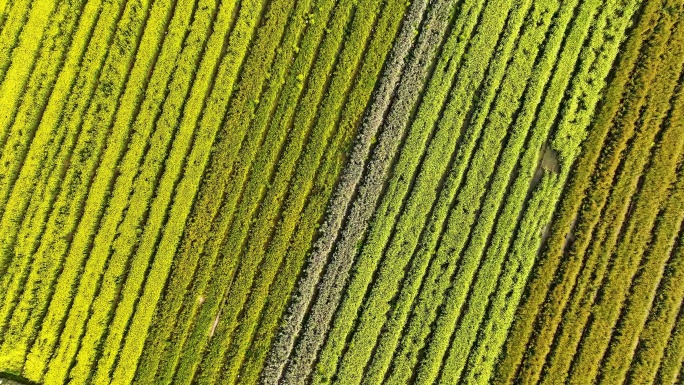 航拍彩色农田景观