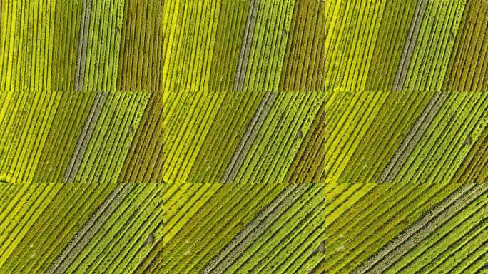 航拍彩色农田景观