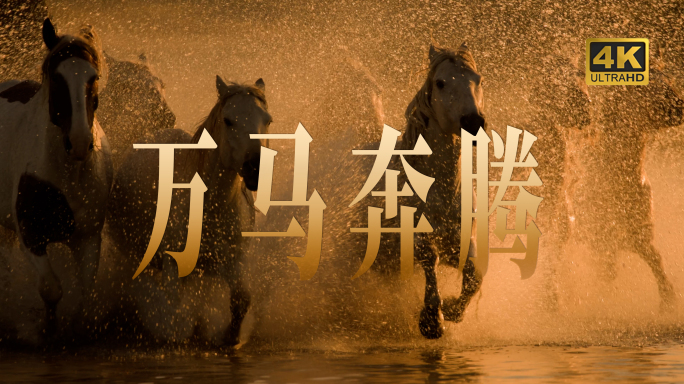 高速升格 万马奔腾 马踏水花骏马奔跑