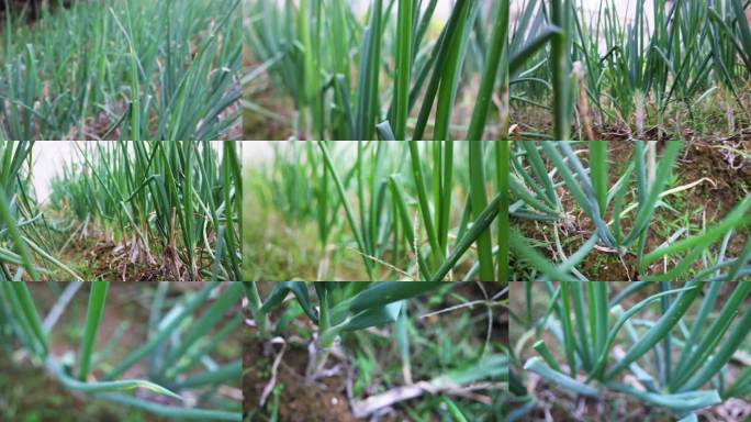 绿色葱田生长实拍