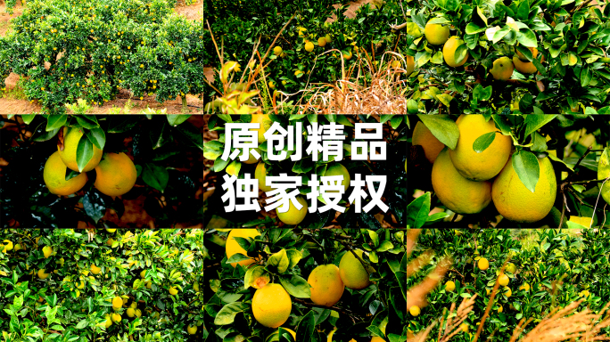 赣南脐橙万亩果园实拍