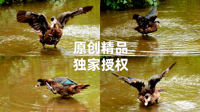 鸭子戏水8倍慢动作