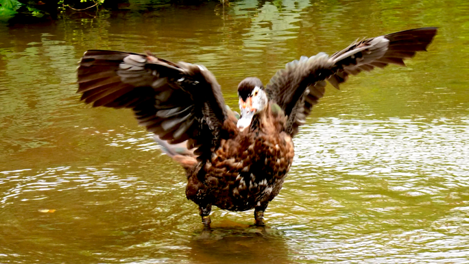 鸭子戏水8倍慢动作