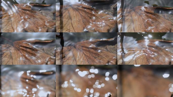 残荷漂浮水面光斑闪烁04【10Bit]