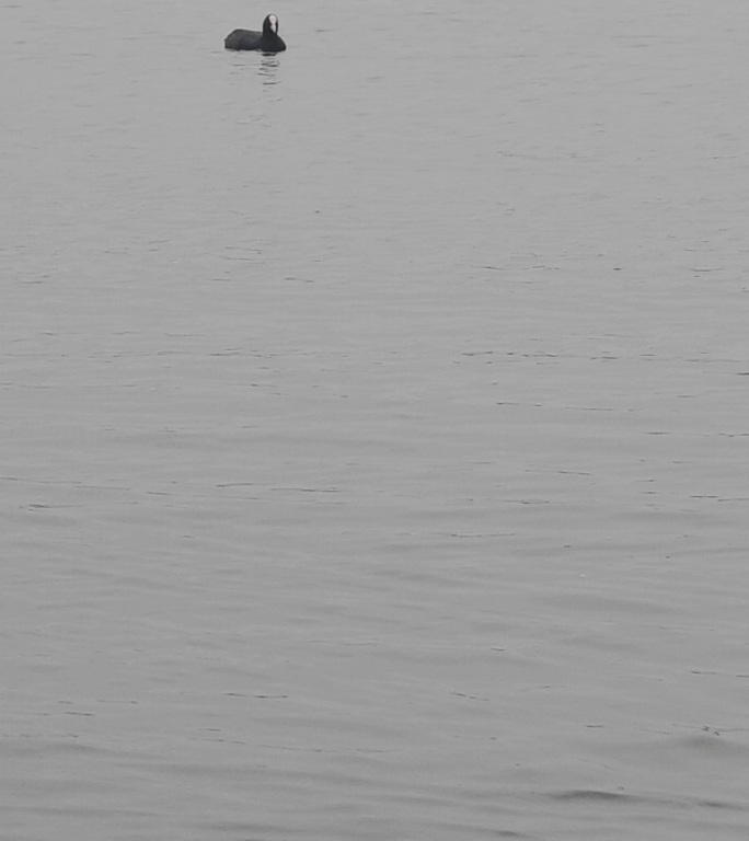 水禽共游自然生态