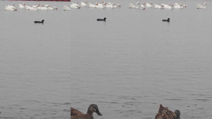水禽共游自然生态
