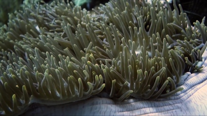 小丑鱼生活在海葵中，海葵用其刺细胞保护小丑鱼免受捕食者的攻击。这是互利共生的一个例子，不同动物物种通