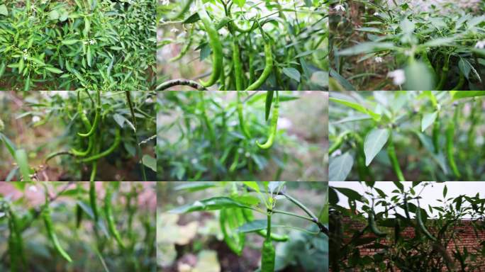 青椒挂枝生长实拍
