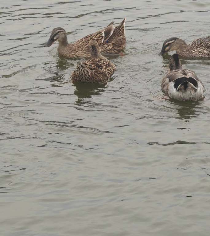 群鸭游弋湖面生态视频