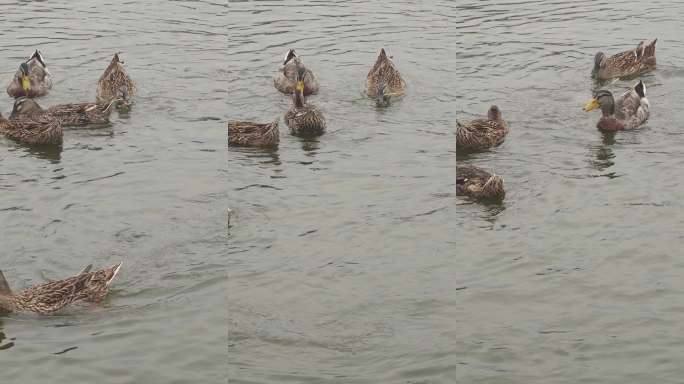 群鸭游弋湖面生态视频