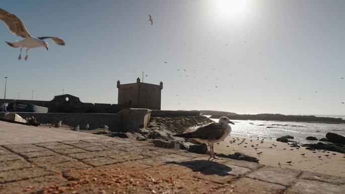 海鸥在埃萨乌伊拉的沙滩和历史悠久的斯卡拉堡垒上空滑翔，阳光在大西洋上闪烁。