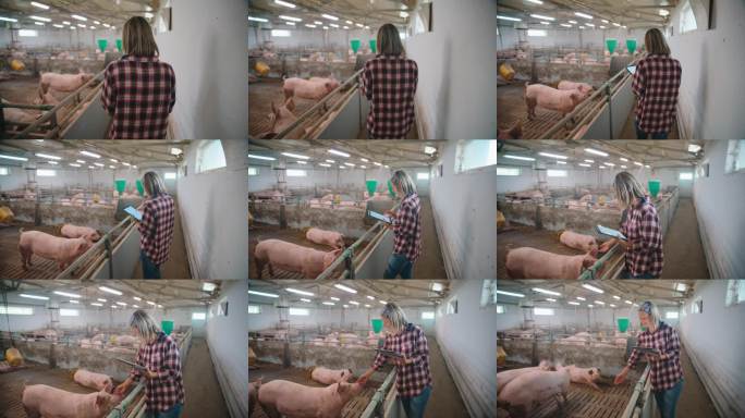 中年白人女性农民在谷仓里使用平板电脑与猪互动。