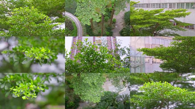 办公区茁壮生长的树