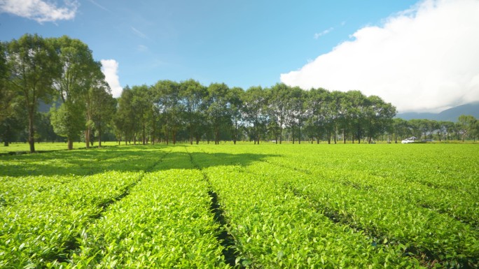 阳光下的绿色茶园