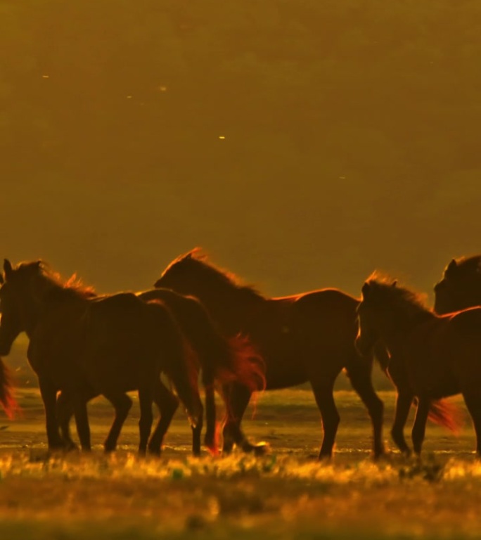 优雅的野马在雾气弥漫的黎明景色中奔腾。