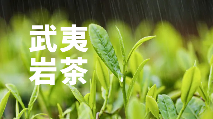 武夷山 岩茶 岩茶特写 采茶 茶山日出