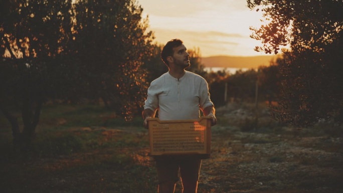 金色时光：农民在日落时分通过果园运输一箱新鲜采摘的橄榄。