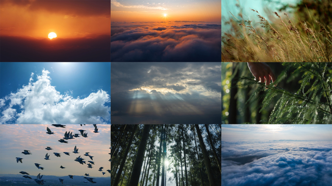 大自然生命日出阳光飞鸟自然风景空镜