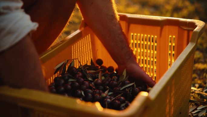 在黄金时刻，手采摘成熟的橄榄。