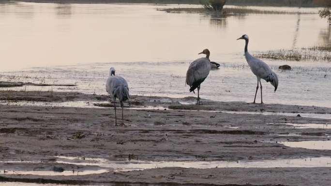 湿地群鹤栖息觅食