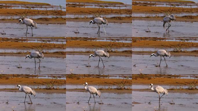 【4k湿地灰鹤觅食画面】
