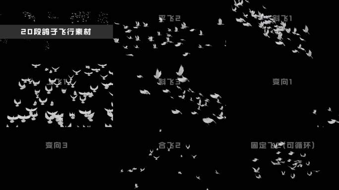20组鸽子飞行视频