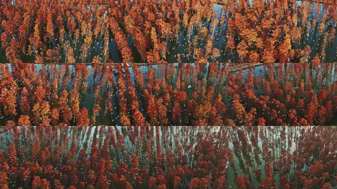 中国湿地涨渡湖湿地红叶群鸟飞翔湿地公约