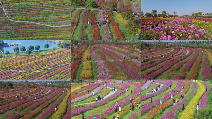 彩色花田游览航拍美景