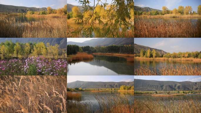 秋日湖畔芦苇荡风光素材