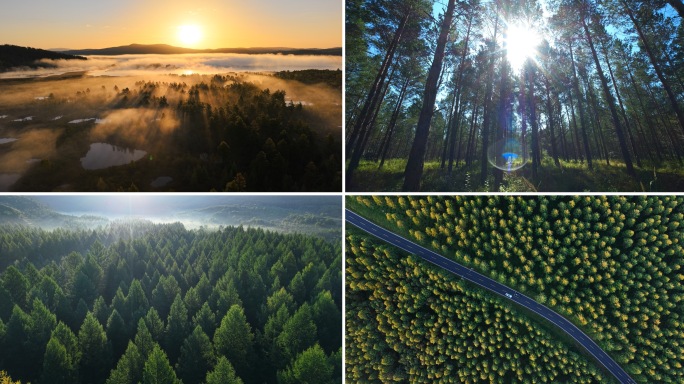 阳光森林云海林海航拍（实拍）