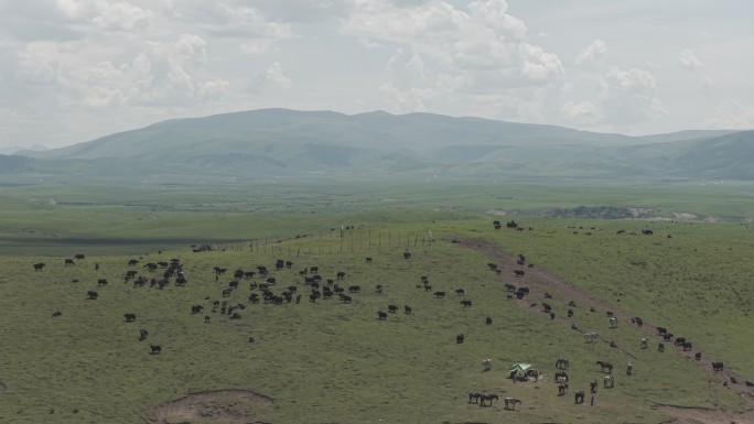 草原牧场群牛