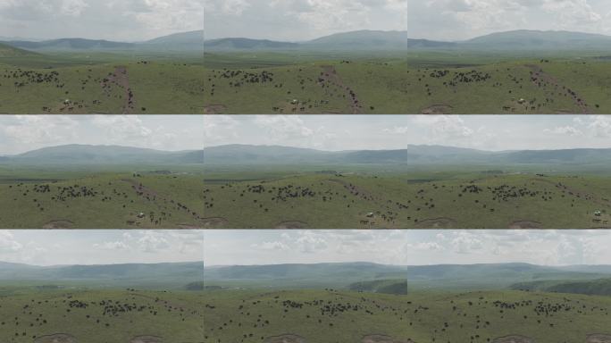 草原牧场群牛