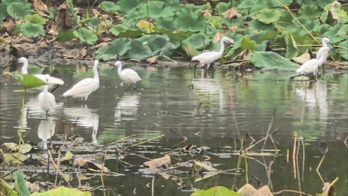 湿地白鹭栖息