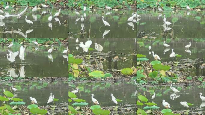 荷塘白鹭群栖图