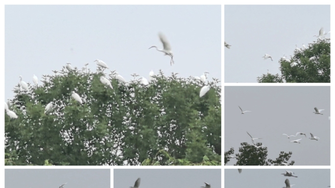 湿地生态白鹭栖息地