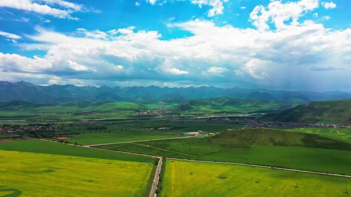 青海门源油菜花盛开