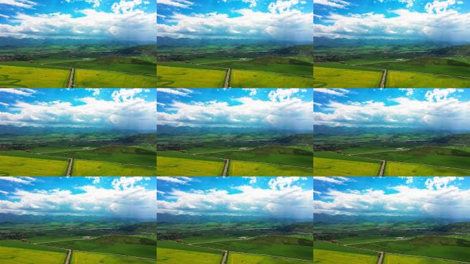 青海门源油菜花盛开