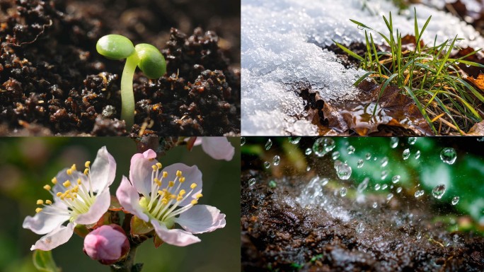 冰雪融化春暖花开万物复苏自然生命绽放瞬间