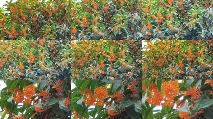 金秋桂花盛开特写