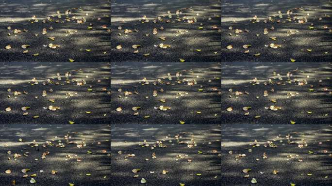 阳光下的落叶街道，秋天落叶光影路面