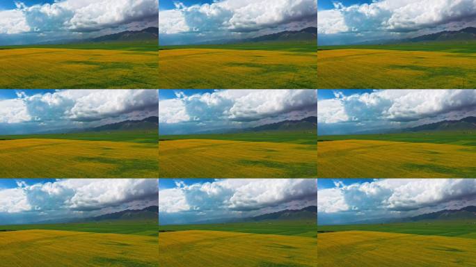 青海门源油菜花盛开