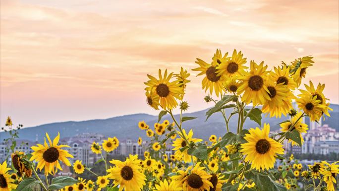 向日葵花田日落美景