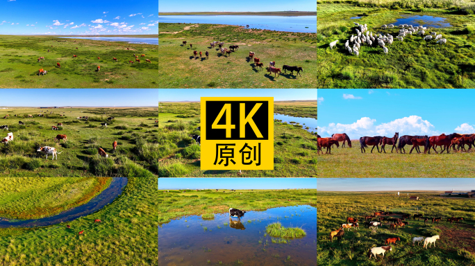 4K航拍草原牛马成群牧区合集牛群马群羊群