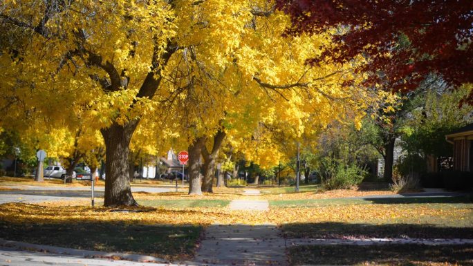 郊区街道的金色秋天树木。阳光明媚的日子里，干枯的黄色落叶覆盖在人行道上。